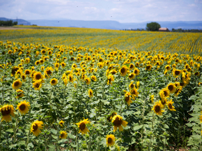 Provence | Прованс