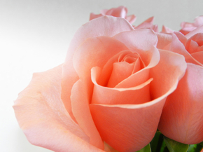 Roses | Розы