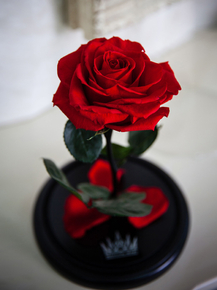 Roses | Розы
