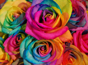 Roses | Розы