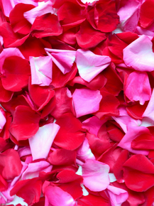 Roses | Розы