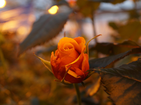 Roses | Розы