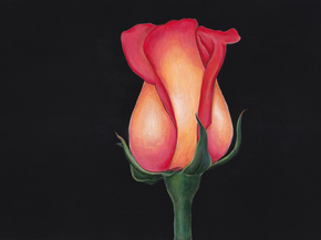 Roses | Розы