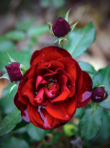 Roses | Розы