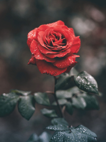 Roses | Розы