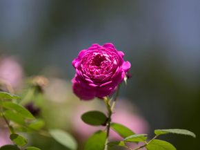 Roses | Розы