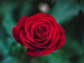 Roses | Розы