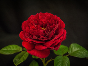 Roses | Розы