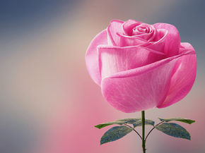Roses | Розы