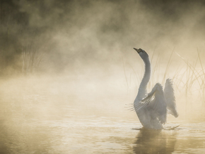 Swan | Лебедь