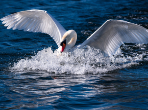 Swan | Лебедь