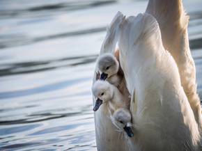 Swan | Лебедь