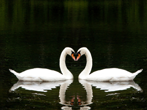 Swan | Лебедь