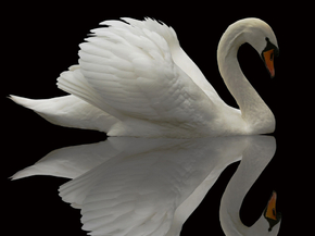 Swan | Лебедь