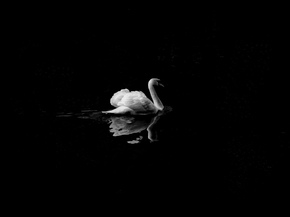 Swan | Лебедь