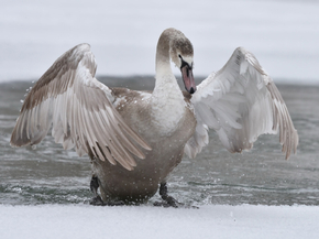 Swan | Лебедь