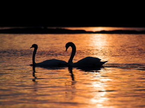 Swan | Лебедь
