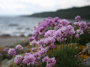 Flowers | Сиреневые цветы Flowers | Сиреневые цветы