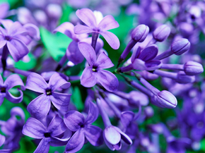 Flowers | Сиреневые цветы | Сирень