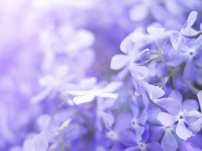 Flowers | Сиреневые цветы | Сирень