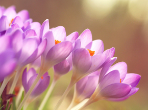 Flowers | Сиреневые цветы