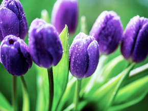 Flowers | Сиреневые цветы | Тюльпаны