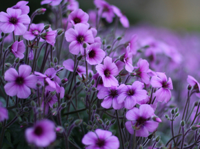 Flowers | Сиреневые цветы