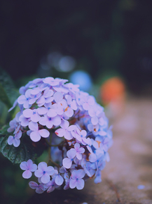 Flowers | Сиреневые цветы
