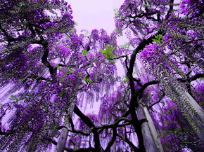Flowers | Сиреневые цветы | Сирень