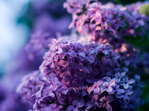 Flowers | Сиреневые цветы | Сирень