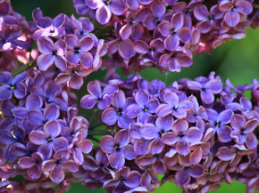 Flowers | Сиреневые цветы | Сирень