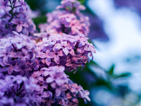 Flowers | Сиреневые цветы | Сирень