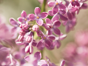 Flowers | Сиреневые цветы | Сирень