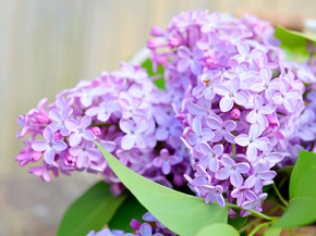 Flowers | Сиреневые цветы | Сирень