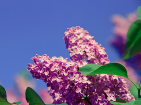 Flowers | Сиреневые цветы | Сирень