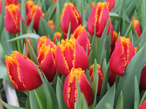 Tulips | Тюльпаны