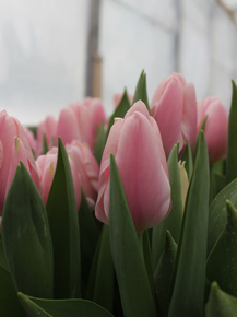 Tulips | Тюльпаны