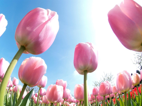 Tulips | Тюльпаны