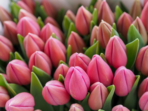 Tulips | Тюльпаны