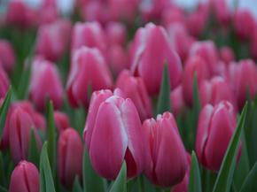 Tulips | Тюльпаны
