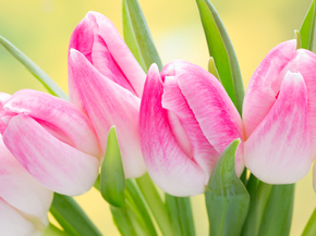 Tulips | Тюльпаны