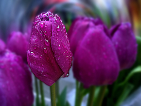 Tulips | Тюльпаны
