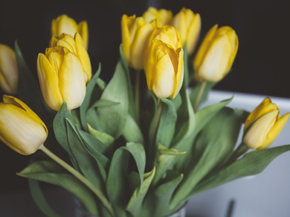Tulips | Тюльпаны