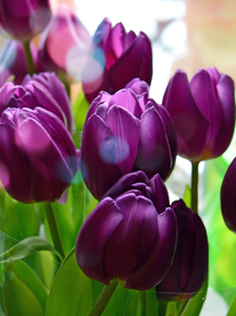 Tulips | Тюльпаны