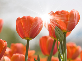 Tulips | Тюльпаны