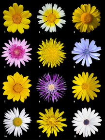 Flowers | Цветы