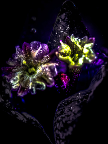 Flowers | Цветы