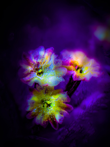 Flowers | Цветы