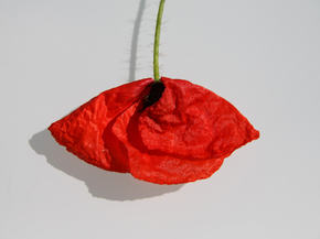 Flowers | Цветы | Скандинавский