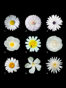 Flowers | Цветы